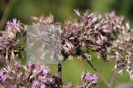 信用卡逾期好幾年是黑戶嗎(征信逾期多久成黑戶)