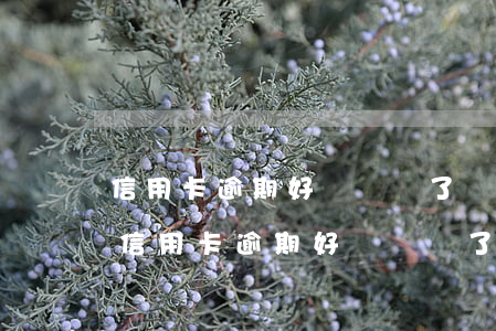 信用卡逾期好長時間了,實在還不起怎么辦-信用卡逾期好長時間了,實在還不起怎么辦