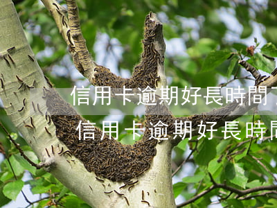 信用卡逾期好長時間了實在還不起怎么辦-信用卡逾期好長時間了實在還不起怎么辦呢