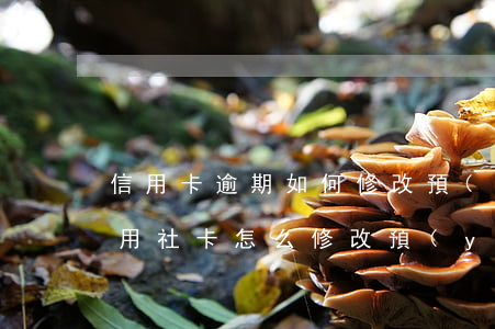 信用卡逾期如何修改預(yù)留手機號(信用社卡怎么修改預(yù)留手機號)