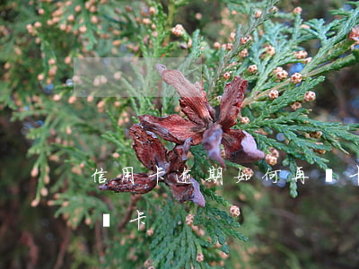 信用卡逾期如何再辦卡-信用卡逾期如何再辦卡