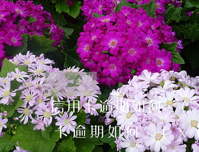 信用卡逾期如何協(xié)商減免-信用卡逾期如何協(xié)商減免