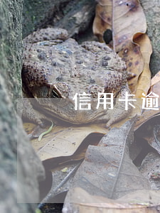 信用卡逾期如何協(xié)商還款分期還