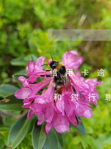 信用卡逾期如何協(xié)商還款是直接和銀行聯(lián)系嗎(信用卡逾期什么情況下可以跟銀行協(xié)商還款)