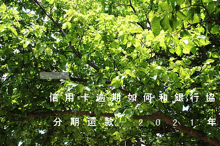 信用卡逾期如何和銀行協(xié)商免息分期還款-2021年信用卡逾期怎么協(xié)商分期