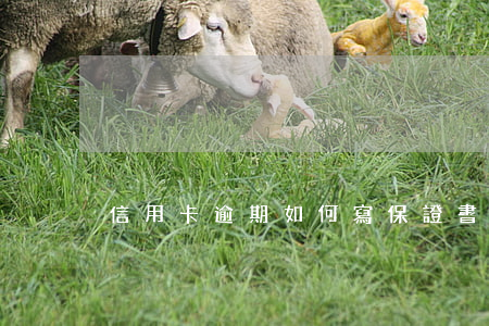 信用卡逾期如何寫保證書