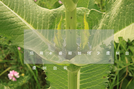 信用卡逾期如何少還利息(信用卡逾期如何少還利息呢)