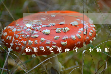 信用卡逾期如何復卡（信用卡逾期如何復卡）