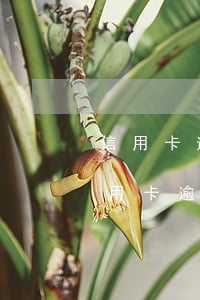 信用卡逾期如何才能撤回征信(征信上面的信用卡逾期怎么樣會(huì)取消)