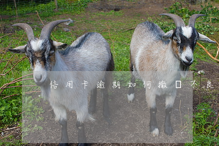 信用卡逾期如何撤銷不良記錄