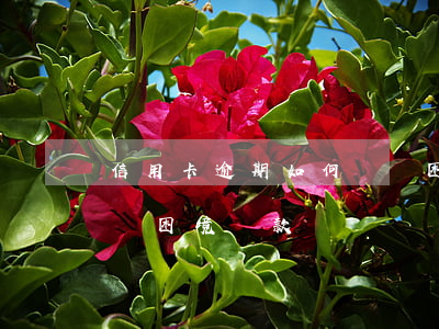 信用卡逾期如何擺脫困境(信用卡逾期如何擺脫困境還款)