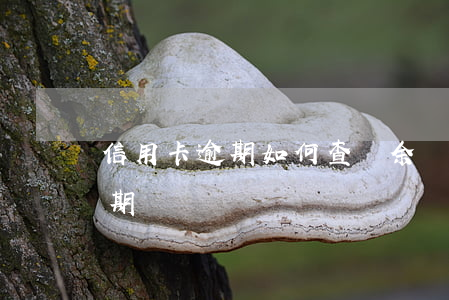 信用卡逾期如何查詢余額(怎樣查詢信用卡逾期)