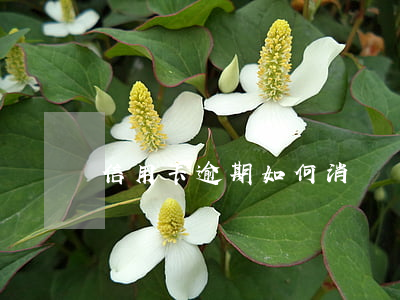 信用卡逾期如何消記錄（信用卡逾期如何消記錄）