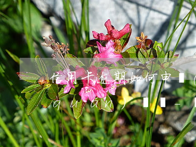 信用卡逾期如何申請(qǐng)管轄權(quán)異議-執(zhí)行管轄異議申請(qǐng)書