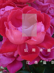 信用卡逾期如何算一次(信用卡逾期如何算一次性還款)