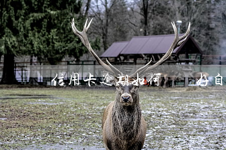 信用卡逾期如何維護好自己的利益