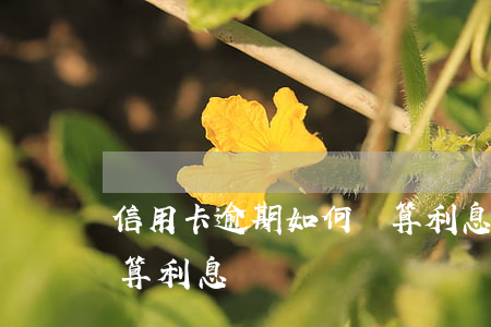 信用卡逾期如何計算利息(信用卡逾期怎么計算利息)