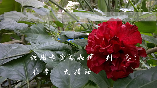 信用卡逾期如何談判減息？詳細(xì)操作步驟大揭秘！