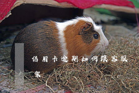 信用卡逾期如何跟客服溝通(和信用卡客服吵架)