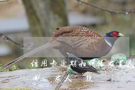 信用卡逾期如何跟家里人說(我信用卡逾期會影響家人貸款嗎)