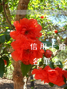 信用卡逾期如何避免個人黑名單(上信用卡黑名單怎么消除)