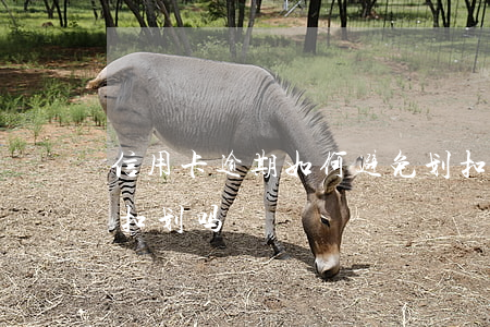 信用卡逾期如何避免划扣(信用卡逾期会强行扣划吗)