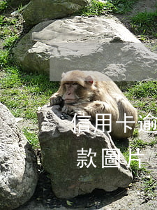 信用卡逾期如何還款圖片 信用卡逾期如何還款圖片
