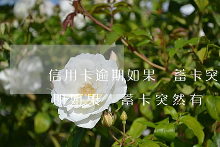 信用卡逾期如果儲蓄卡突然有錢-信用卡逾期如果儲蓄卡突然有錢怎么辦