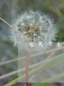 信用卡逾期姓名(信用卡逾期姓名和電話不符)