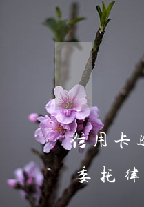 信用卡逾期委托律师协商靠谱吗(信用卡逾期委托律师协商靠谱吗)