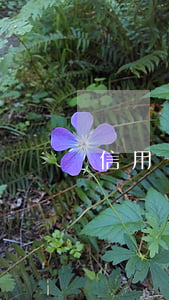 信用卡逾期委托機構(gòu)合法嗎