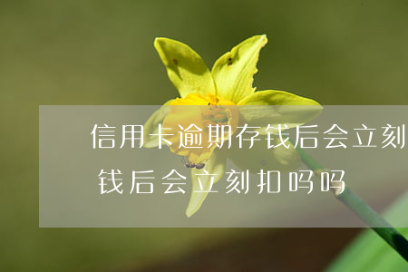 信用卡逾期存钱后会立刻扣吗(信用卡逾期存钱后会立刻扣吗吗)