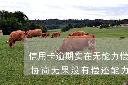 信用卡逾期实在无能力偿还(信用卡6万逾期协商无果没有偿还能力怎么办)