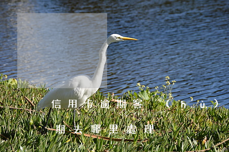 信用卡逾期客戶(hù)怎么找到(信用卡逾期去哪里處理)