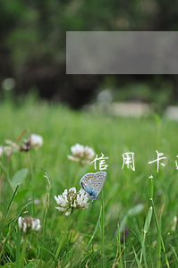信用卡逾期客戶分析