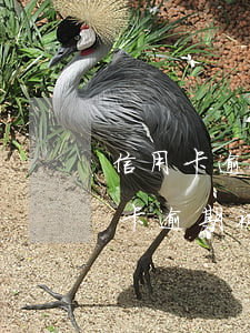 信用卡逾期客戶的施壓點(diǎn)(信用卡逾期被騷擾如何進(jìn)行投訴)