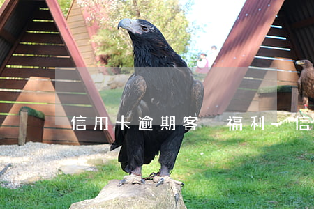信用卡逾期客戶福利-信用卡 逾期 通知