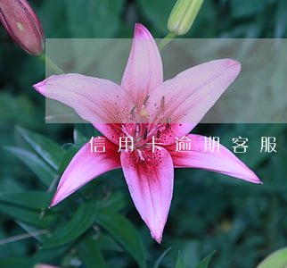 信用卡逾期客服專員(信用卡逾期客服專員工資)