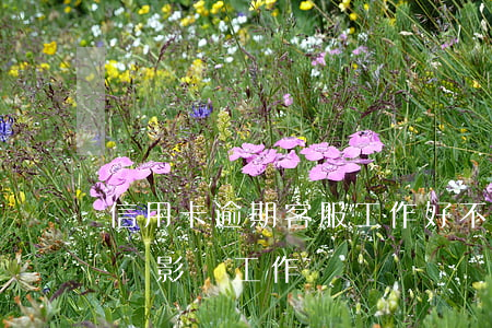 信用卡逾期客服工作好不好(我信用卡逾期了會影響工作嗎)