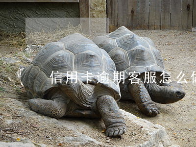 信用卡逾期客服怎么做(信用卡 逾期 上門)