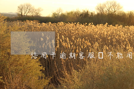 信用卡逾期客服說不能用了