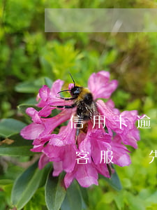 信用卡逾期客服讓先還最低額度（信用卡逾期客服讓先還最低）