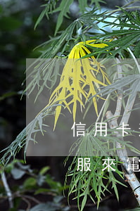 信用卡逾期客服讓我刷額度(刷大額信用卡客服來電話)