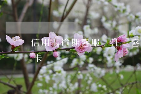 信用卡逾期客服讓注銷(客服電話能注銷信用卡嗎)