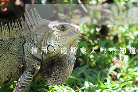 信用卡逾期家人都不知道(有信用卡逾期的人嗎)