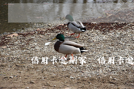 信用卡逾期家屬 信用卡逾期家屬需要簽字嗎
