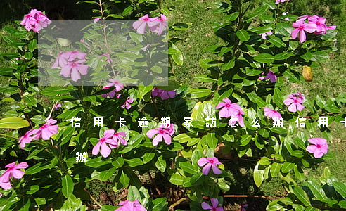 信用卡逾期家訪怎么辦(信用卡逾期家訪怎么辦)