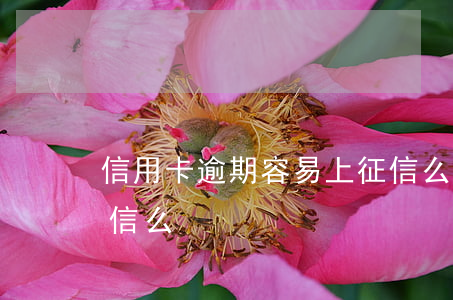 信用卡逾期容易上征信么(信用卡逾期影響征信么)