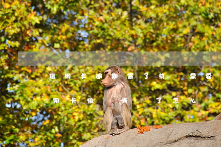 信用卡逾期寄了快遞需要取么(銀行寄出的信用卡快遞弄丟了怎么辦)