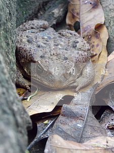 信用卡逾期寄信幾次 信用卡逾期寄信幾次能收到